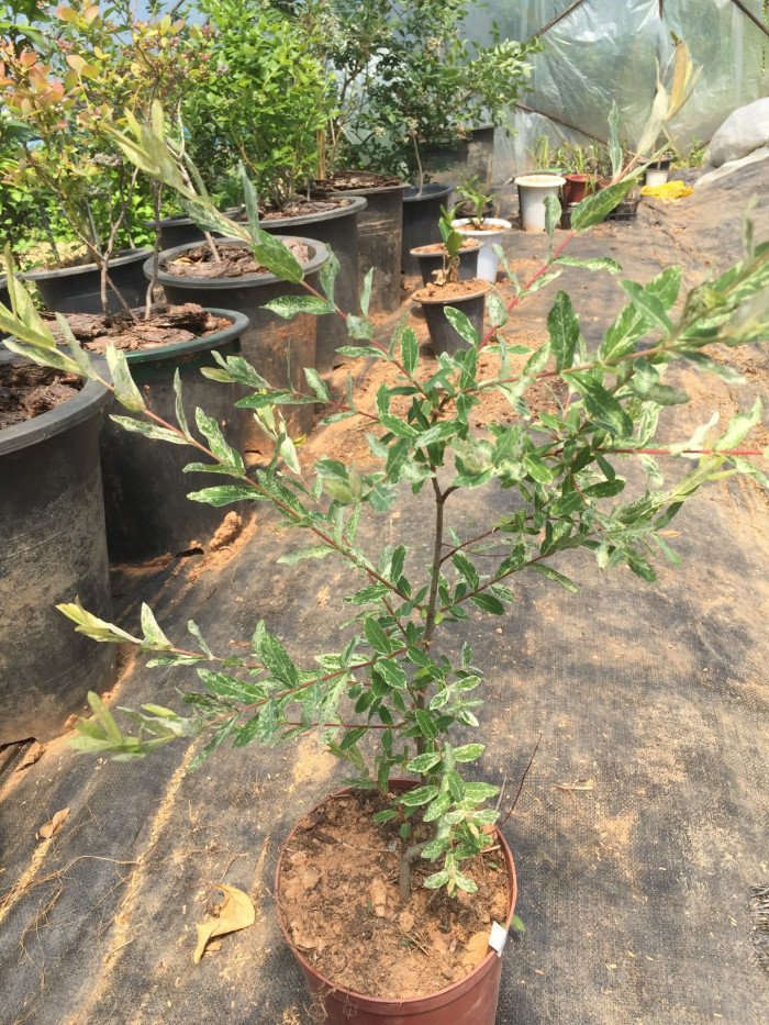 삼색버드나무 - Salix integra