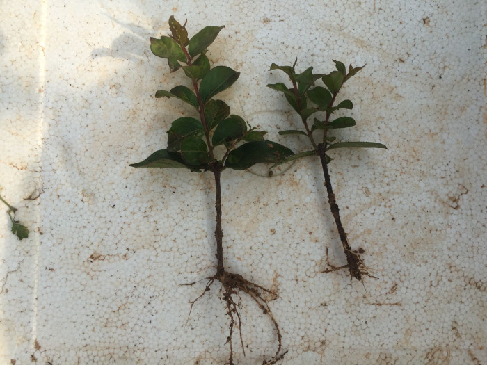 배롱나무 - Crape myrtle, Lagerstroemia indica