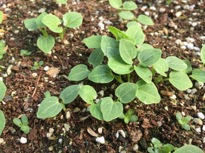 겹접시꽃 - Alcea rosea, Althaea rosea