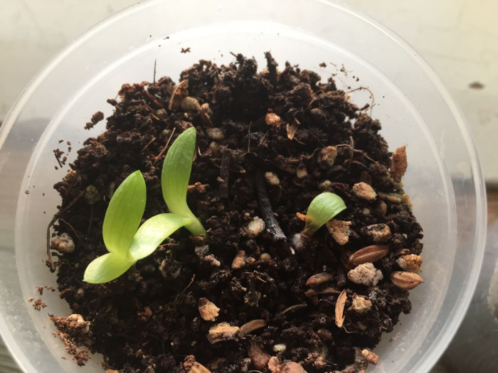 알로에 폴리필라 - Spiral Aloe, Aloe polyphylla