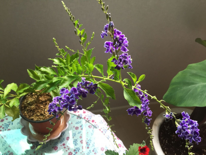 듀란타 - Duranta repens, Duranta erecta L