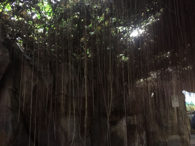 공주 포도나무 사진 - Cissus verticillata Photos