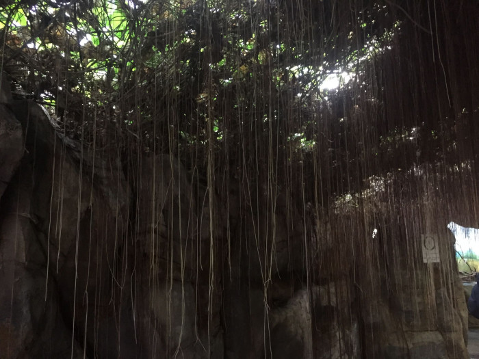 공주 포도나무 - princess vine, millionaire vine, curtain ivy, Cissus verticillata