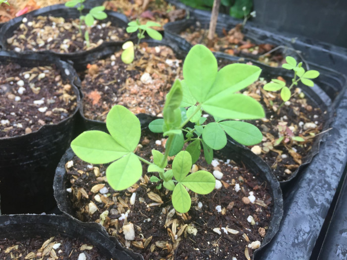밥티시아 - False indico, Baptisia australis