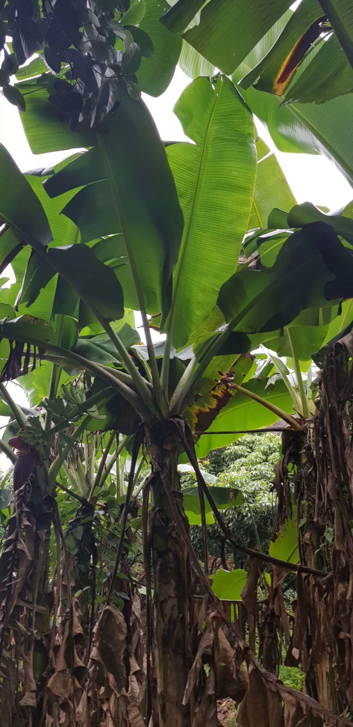바나나나무 - Banana, Musa paradisiaca L.