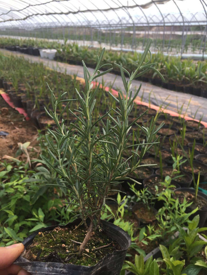 로즈마리 - Ros Marinus, Rosmarinus offcinalis