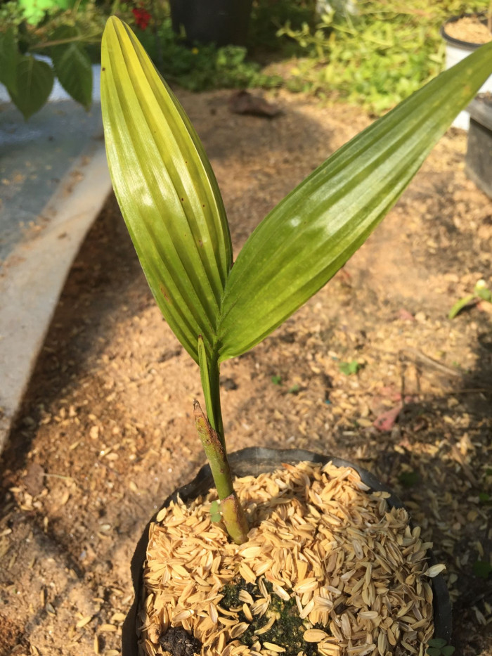 빈랑야자 - Areca palm, Areca nut palm, Betel palm, Indian nut, Pinang palm, Areca catechu L.