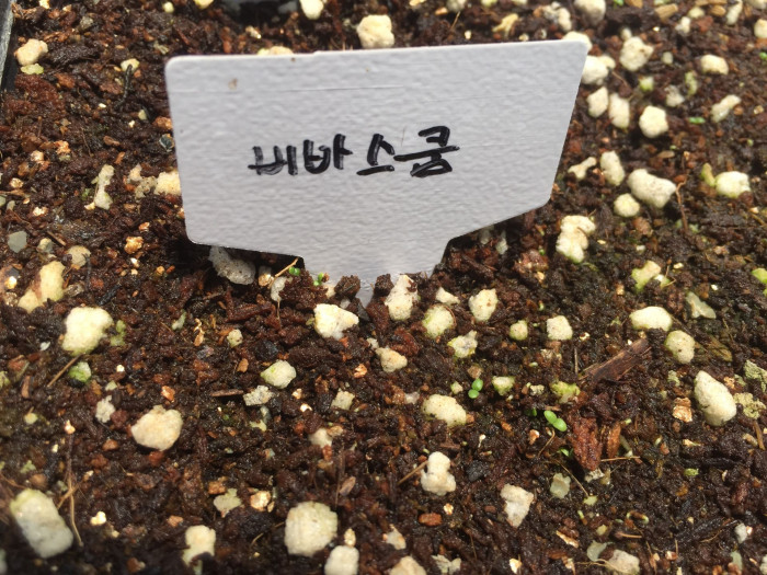 우단담배풀 - Verbascum thapsus L.
