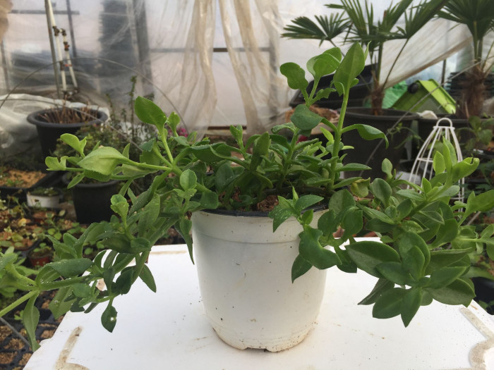 썬로즈 - baby sun rose, Aptenia cordifolia