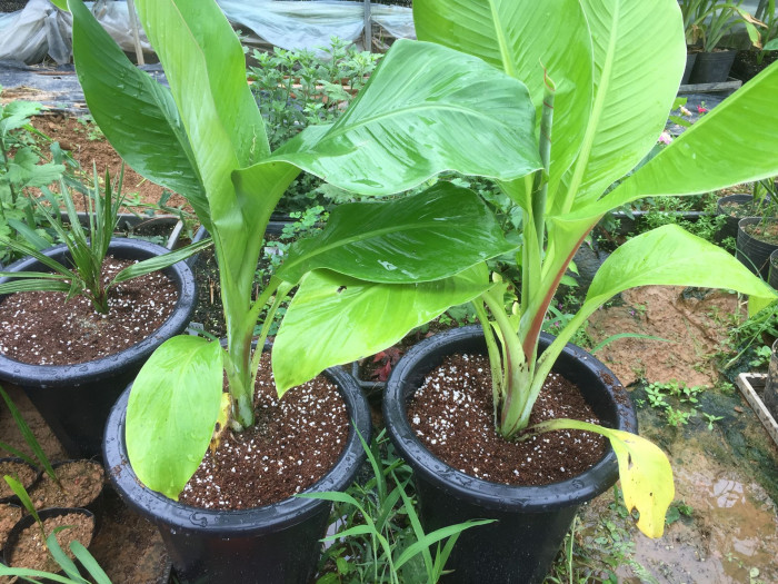나무바나나 - False Banana,Ethiopian Banana, Ensete ventricosum