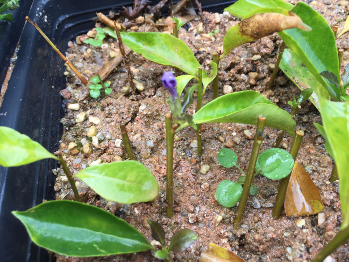 브룬펠시아 - Marning-Moon and night, Brunfelsia pauciflora