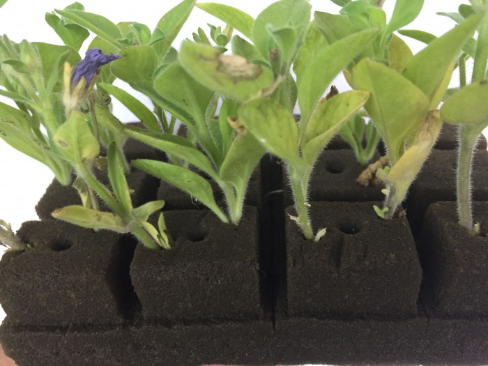 페튜니아 - Common Garden Petunia, Petunia hybrida