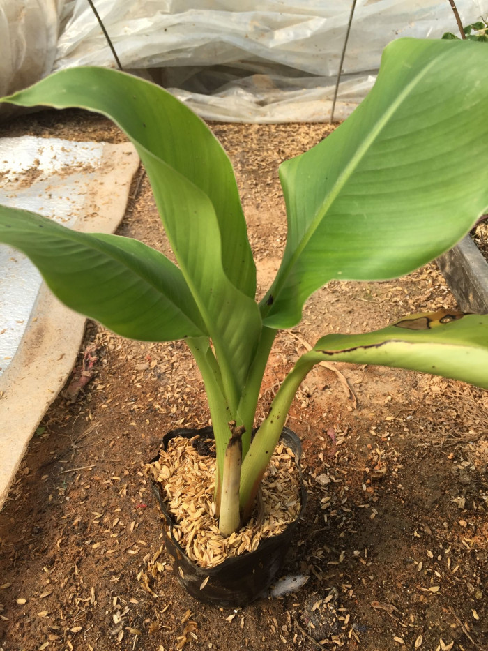나무바나나 - False Banana,Ethiopian Banana, Ensete ventricosum