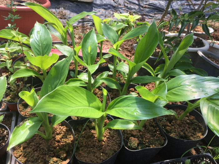 나무바나나 - False Banana,Ethiopian Banana, Ensete ventricosum