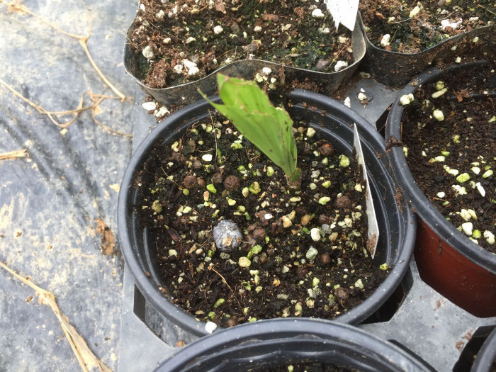공작야자 - Fish tail palm, Caryota mitis