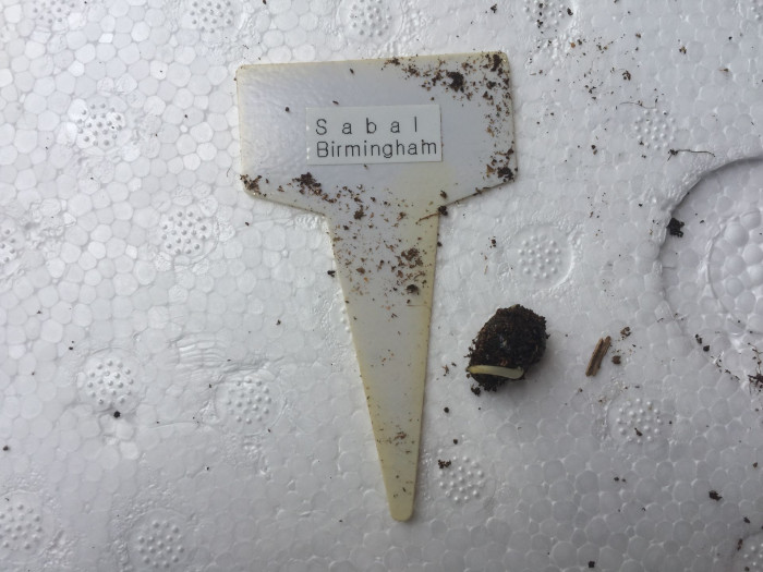 버밍햄야자 - Sabal Birmingham