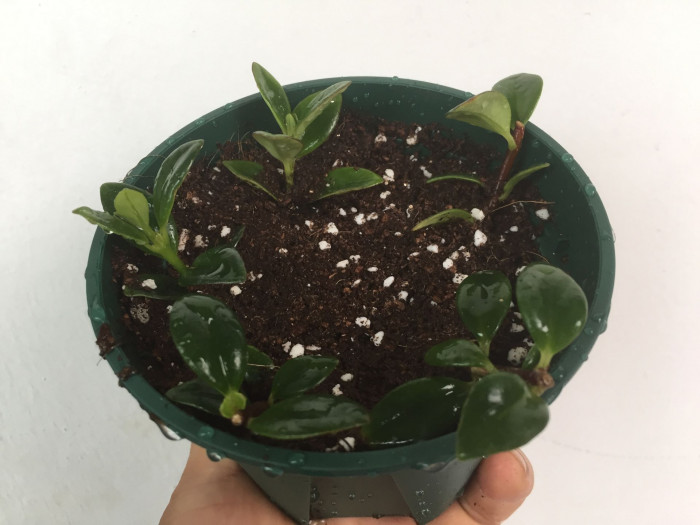 네마탄서스 - Goldfish Plant, Nematanthus gregarius