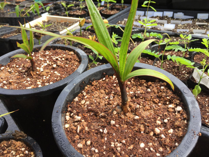 주병야자 - Bottle Palm, Hyophorbe lagenicaulis