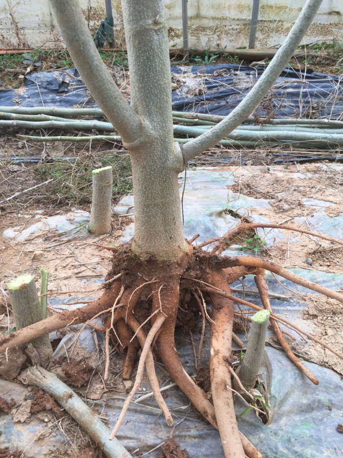 모링가 - Moringa, drumstick tree, Moringa oleifera