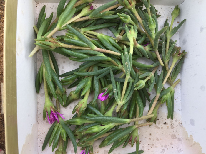 송엽국 - Trailing Ice Plant, Lampranthus spectabilis