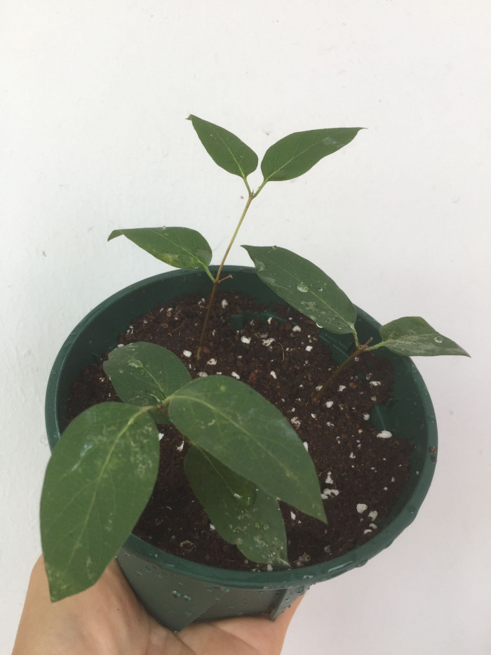 홍괴불나무 - Lonicera sachalinensis (F.Schmidt) Nakai