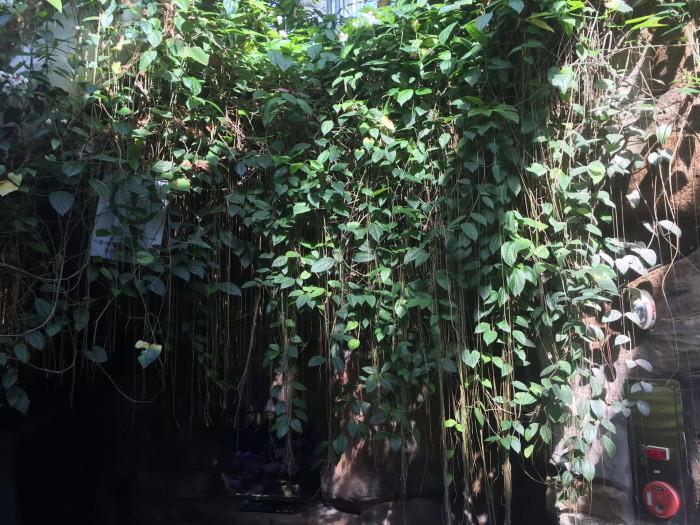 공주 포도나무 - princess vine, millionaire vine, curtain ivy, Cissus verticillata