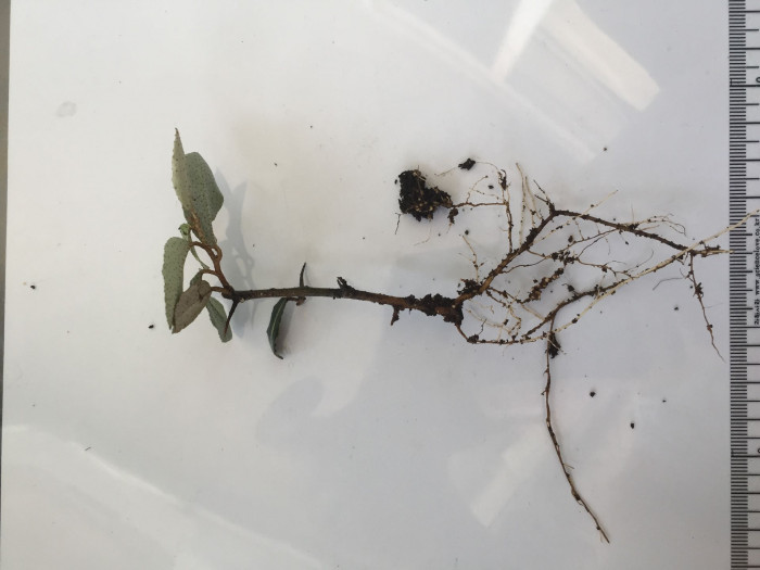 보리수나무 - Littleleaf linden tree, Elaeagnus umbellata Thunb.