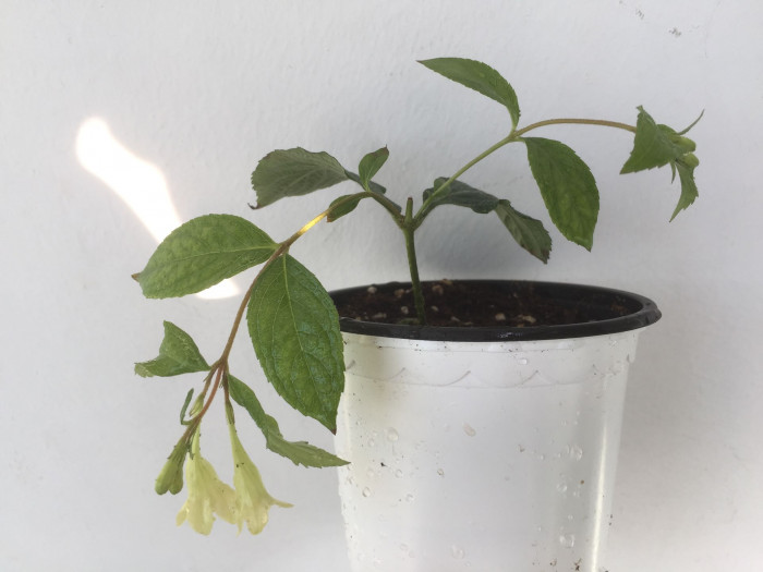 병꽃나무 - Weigela subsessilis