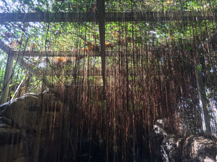 공주 포도나무 - princess vine, millionaire vine, curtain ivy, Cissus verticillata