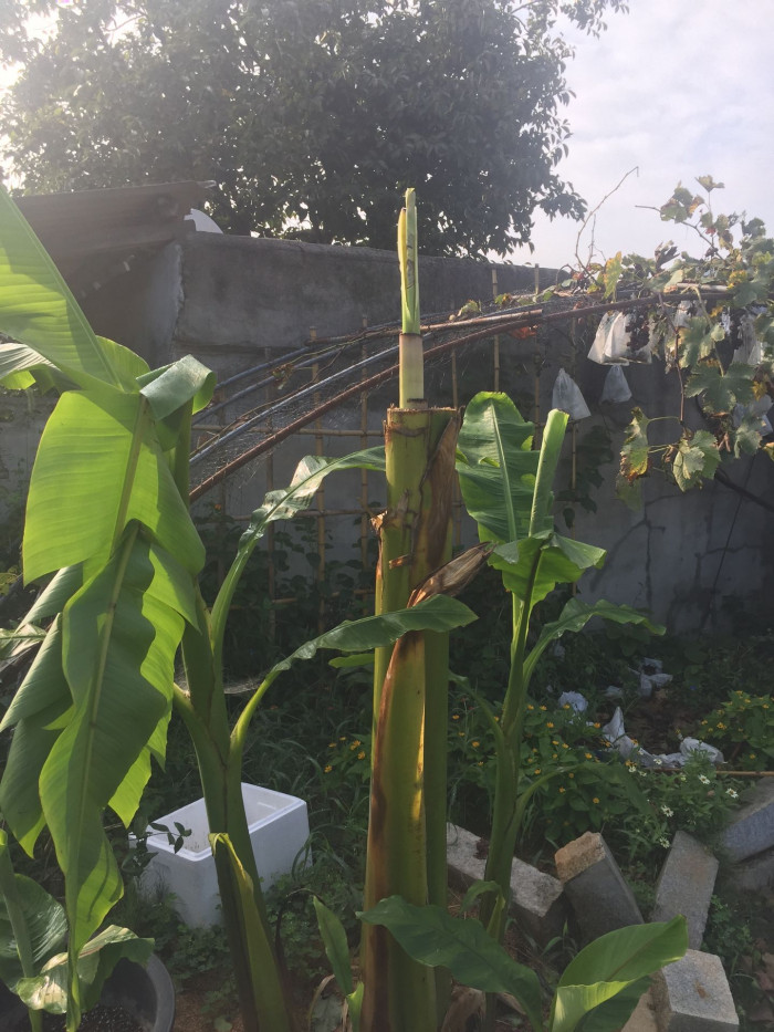 파초 - Japanese banana, Japanese fibre banana, hardy banana, Musa basjoo Siebold & Zucc.