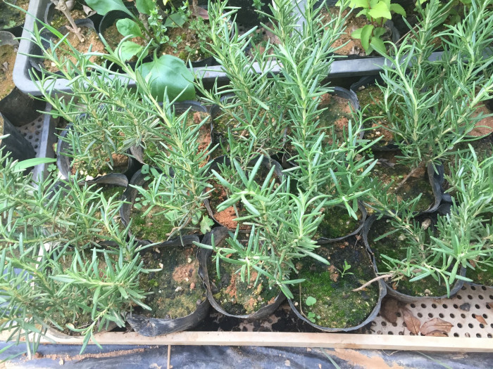 로즈마리 - Ros Marinus, Rosmarinus offcinalis