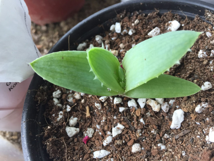 알로에 폴리필라 - Spiral Aloe, Aloe polyphylla