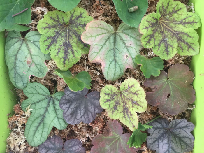 휴케라 - coral bells, alumroot, Heuchera L.