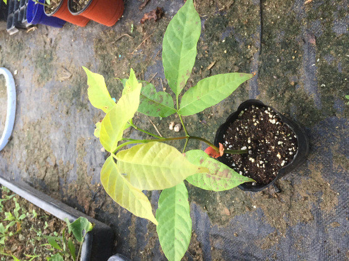 산돌 - Santol, Sandoricum koetjape