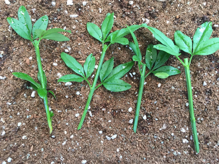 영춘화 - Jasminum nudiflorum Lindl.