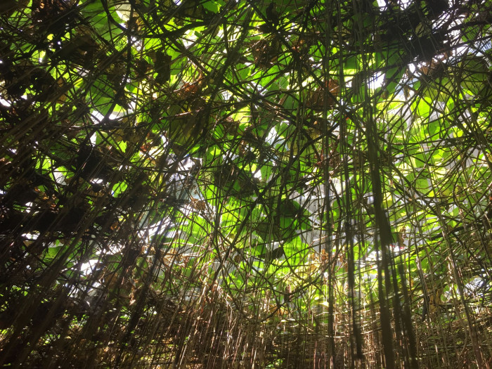 공주 포도나무 - princess vine, millionaire vine, curtain ivy, Cissus verticillata