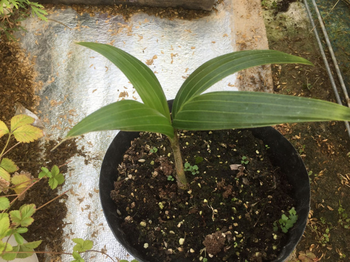 여우꼬리야자 - Foxtail Palm, Wodyetia bifurcata