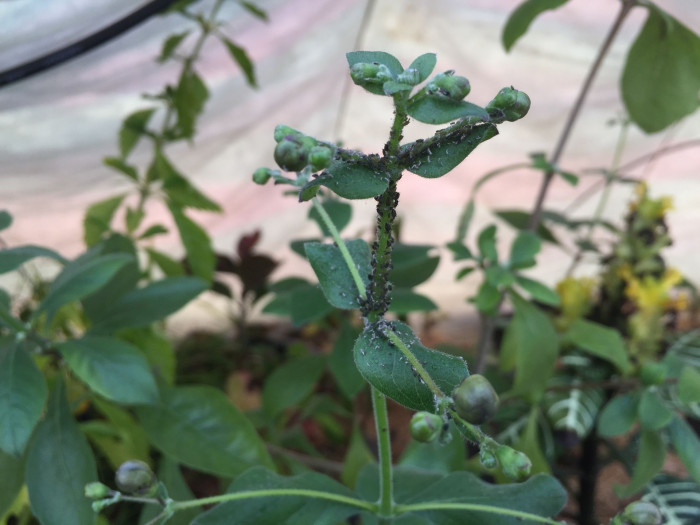 나비꽃 - Blue butterfly, Clerodendrum ugandense