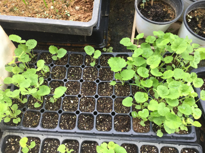 겹접시꽃 - Alcea rosea, Althaea rosea