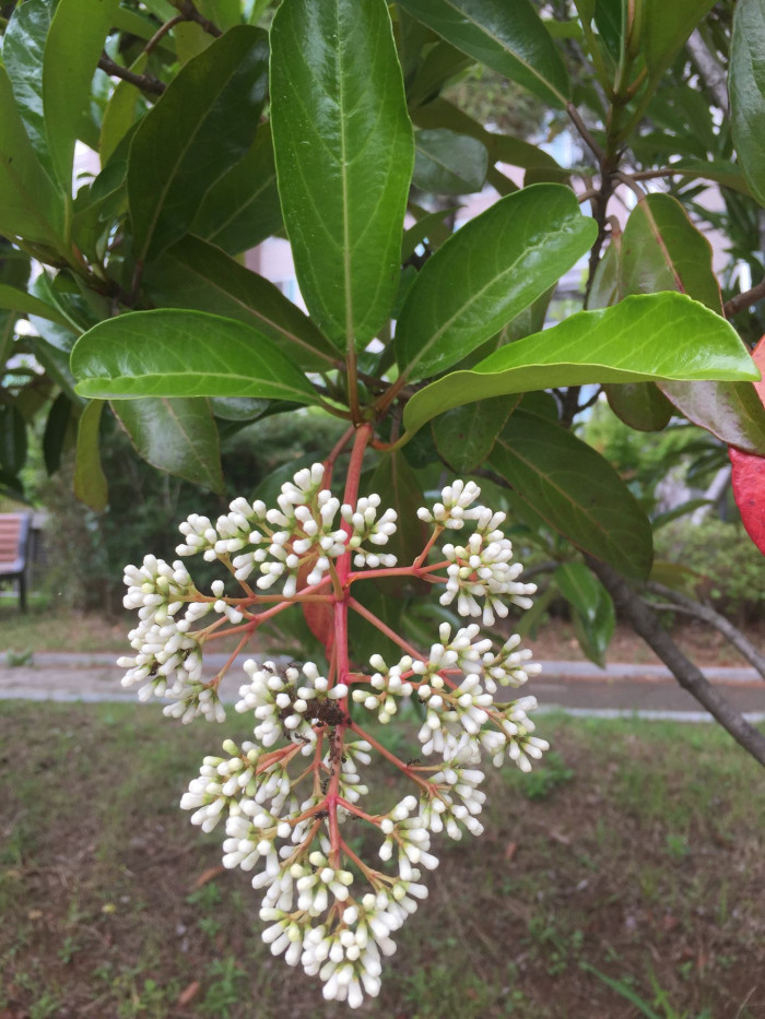 아왜나무 - Japanese Viburnum, Viburnum odoratissimum Ker Gawl. var. awabuki (K. Koch) Zabel ex Rumpler