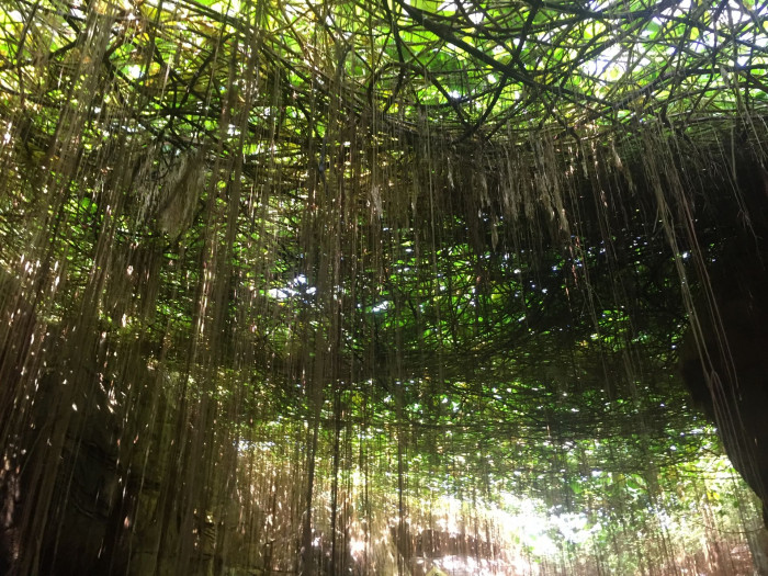 공주 포도나무 - princess vine, millionaire vine, curtain ivy, Cissus verticillata