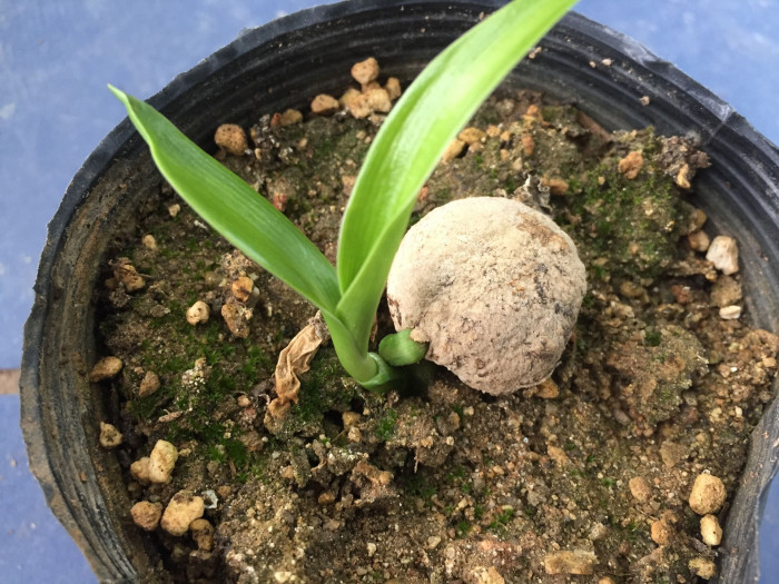 문주란 - poison bulb, giant crinum lily, grand crinum lily, spider lily, Crinum asiaticum var. japonicum Baker