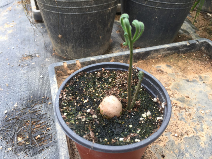 덕보 소철 - Cycas debaoensis