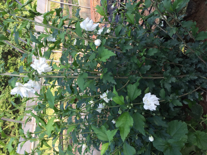 무궁화 - Rose of Sharon, Hibiscus syriacus L.