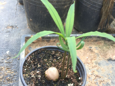 덕보 소철 사진 - Cycas debaoensis Photos