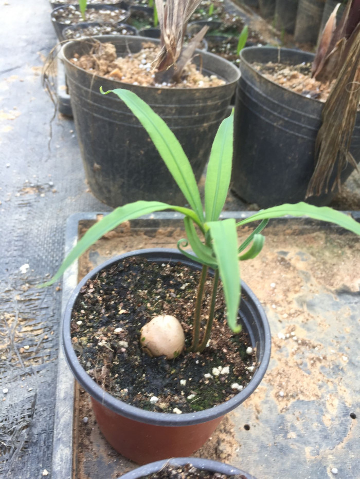 덕보 소철 - Cycas debaoensis