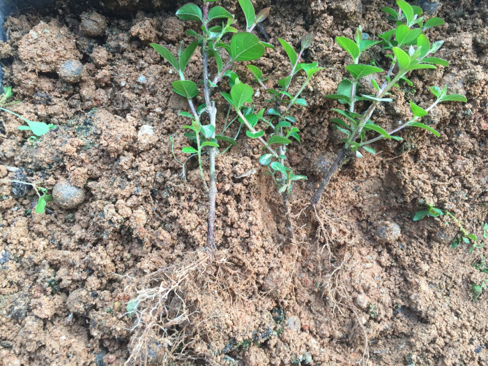 배롱나무 - Crape myrtle, Lagerstroemia indica