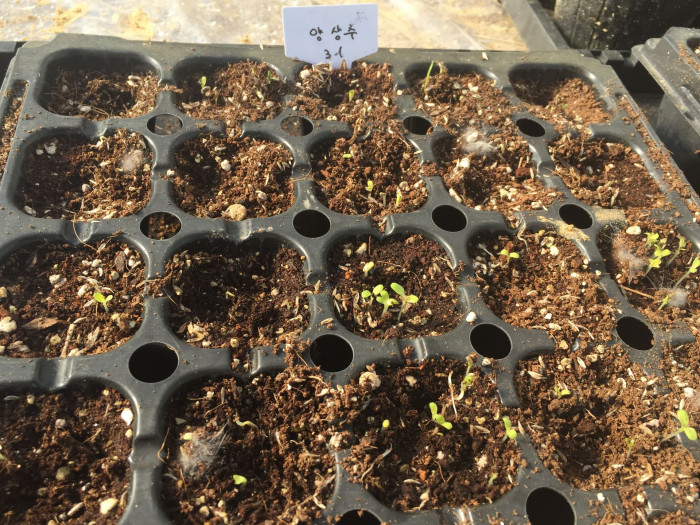상추 - merveille de Quatre Saisons, Lactuca sativa L.