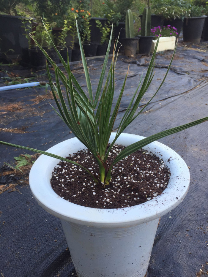 카나리아야자 - Canary Island date palm, Pineapple palm, Phoenix canariensis