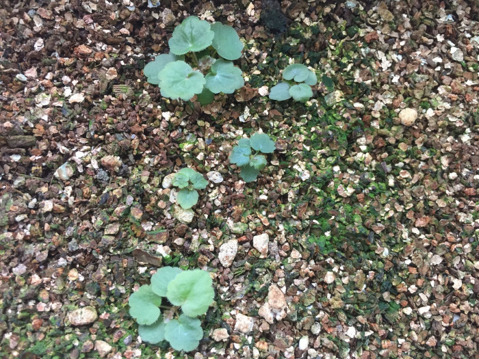 휴케라 - coral bells, alumroot, Heuchera L.